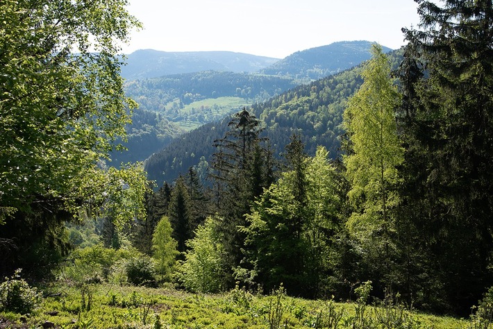 Naturnahe Waldnutzung im Thüringer Wald - Informationsveranstaltung zum Zukunftswald Unterschönau