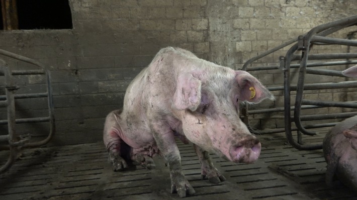 Verwahrlosung, massive Verletzungen und tote Tiere: ANINOVA deckt katastrophale Zustände in Schweinezucht im Märkischen Kreis auf