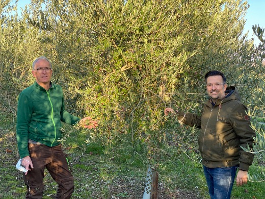 Das nördlichste Olivenöl der Welt (Premiere der ersten Pressung Live bei Köln 25.11.2020)