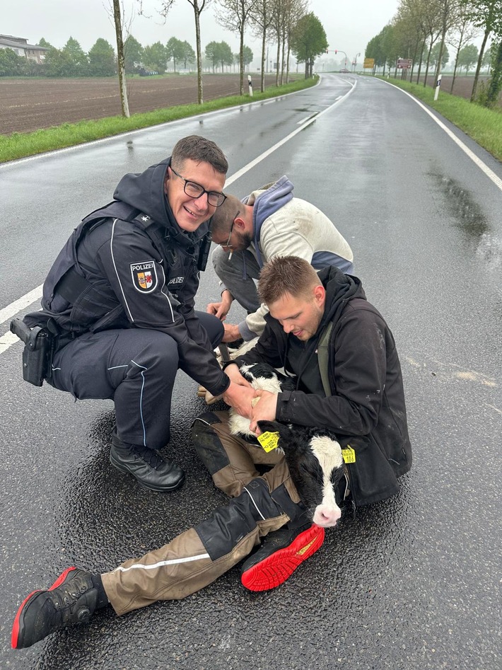 POL-NB: Bunte Meldung: Polizisten werden zum Kalb-Bändiger