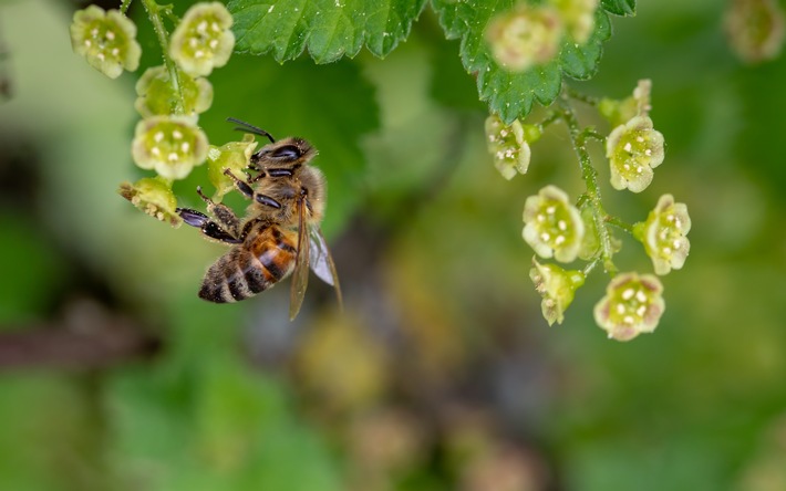 Nahrung für die Bienen - nicht nur zum Weltbienentag am 20. Mai / Auf einen guten Pflanzenmix aus Bäumen, Sträuchern, Stauden und Blumen kommt es an