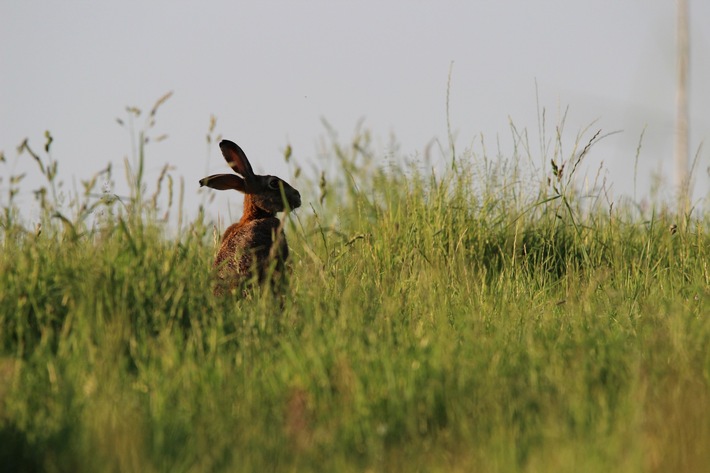 Tierschutz statt Jägerlobby: Tierschutzbund fordert überfällige Verbesserung beim Landesjagdgesetz in Rheinland-Pfalz