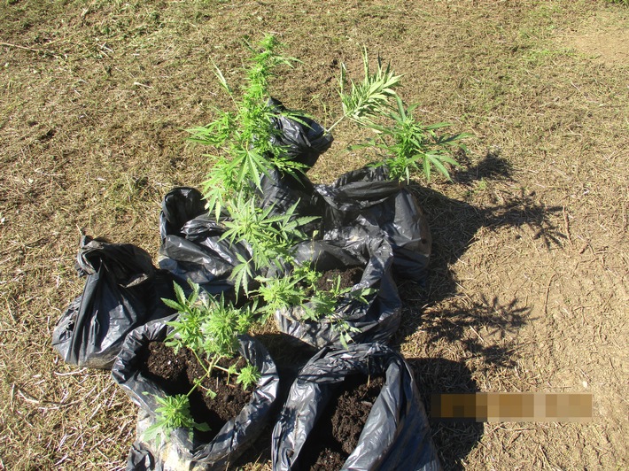 POL-REK: 220923-1: Polizisten stellten Marihuanapflanzen sicher