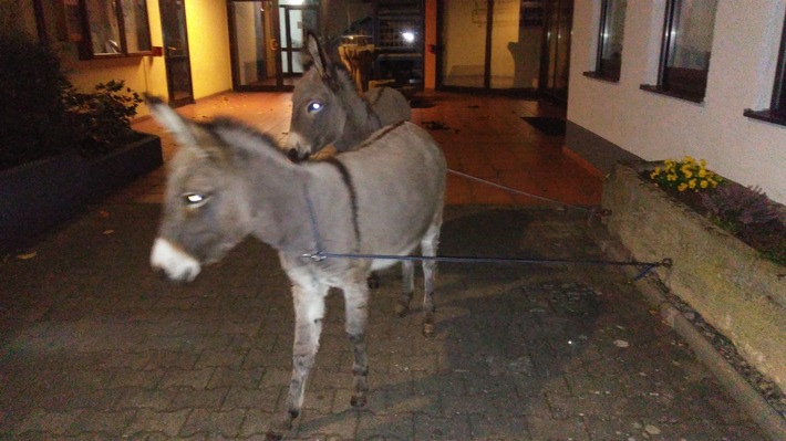 POL-PDNW: Friedelsheim - Esel in Gewahrsam genommen