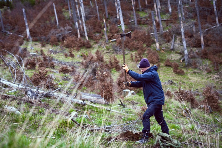 Tote Bäume stehen lassen, ökologisch passgenaue Baumarten wählen, Verbiss stoppen: So gelingt die Wiederbewaldung in Deutschland