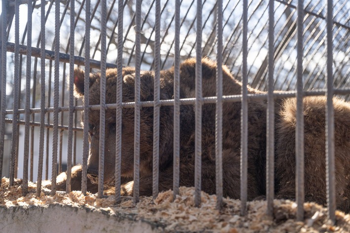 QUATRE PATTES accueille Dunbar, un ours presque aveugle, dans la FORÊT DES OURS d’Arbesbach