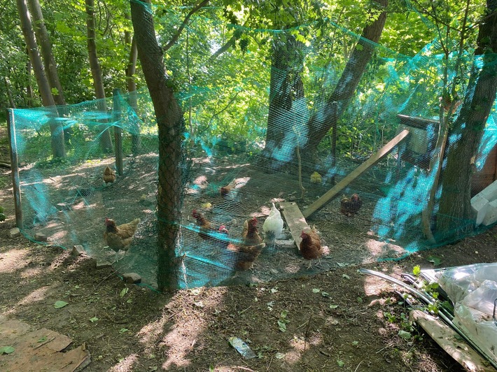 POL-UN: Kamen - Entwendete Hühner in illegaler Waldhütte wiedergefunden