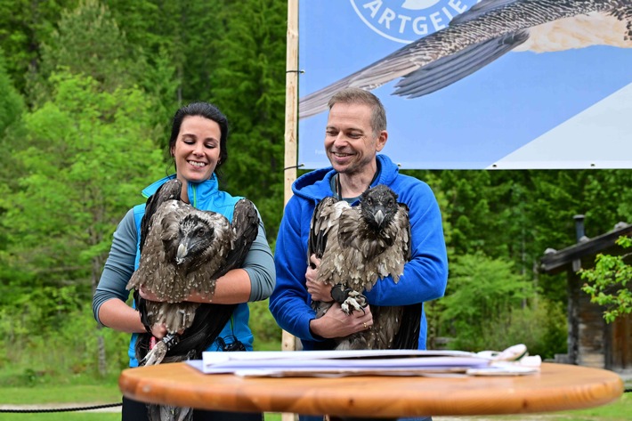 Fünf Jahre Bartgeier-Fieber: "Generl" und "Luisa" bereichern die deutsche Alpenwelt / LBV und Nationalpark Berchtesgaden wildern junge Bartgeier aus / Geier in Felsnische per Live-Webcam beobachten
