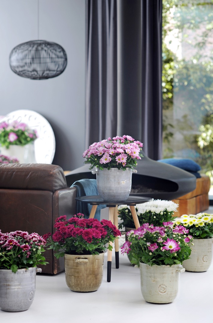 Mit Zimmerpflanzen das Zuhause aufblühen lassen / Alle Zeichen auf Sommer mit der Chrysantheme