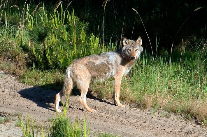 Gefahr aus dem Wald oder Erfolg für den Artenschutz? /  ZDF-Umweltreihe "planet e." nimmt "Wölfe ins Visier" (FOTO)