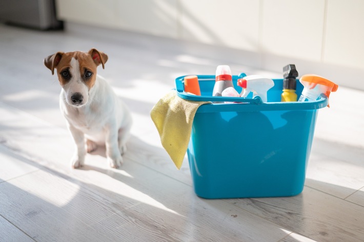 Frühjahrsputz mit Heimtieren: So bleibt es sicher für Hund, Katze & Co.