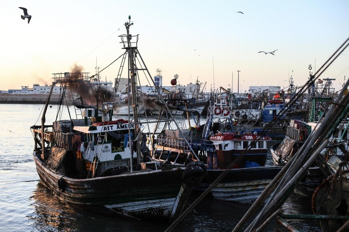 Neue Recherche zeigt fehlerhafte Schweizer Zertifikate bei Fisch aus Westsahara