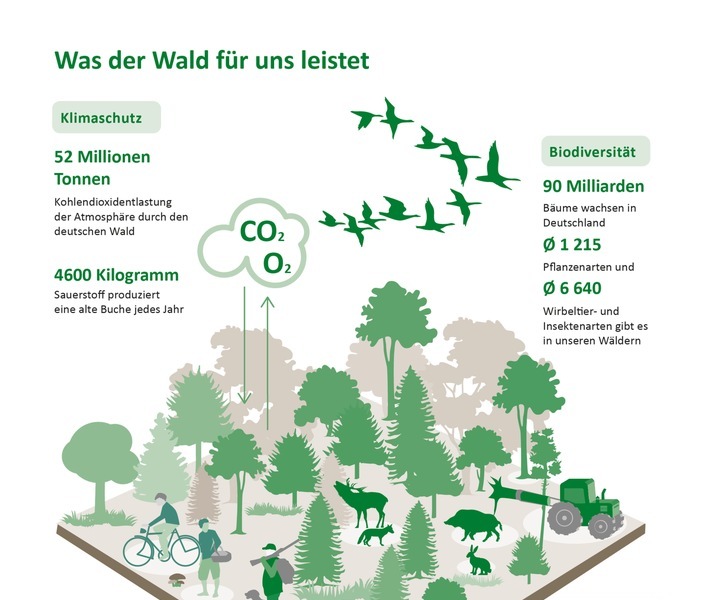 Am 21. März ist Tag des Waldes. Er wurde 1971 von der Food & Agriculture Organization of the United Nations (FAO) ins Leben gerufen, um auf die Bedeutsamkeit des Waldes aufmerksam zu machen. Gerade den Deutschen sagt man ein besonderes Verhältnis zum Wald nach - kein Wunder, schließlich ist Deutschland zu einem Drittel bewaldet. Hierzulande hält der Wald mittlerweile Einzug in alle Lebensbereiche: als Naherholungsgebiet, als erfolgreicher Industriezweig und seit einiger Zeit auch als Bestattungswald.