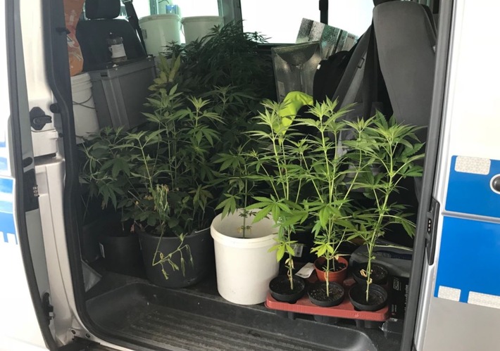 POL-CE: Landkreis Celle - Cannabispflanzen in Haus und Garten gezüchtet