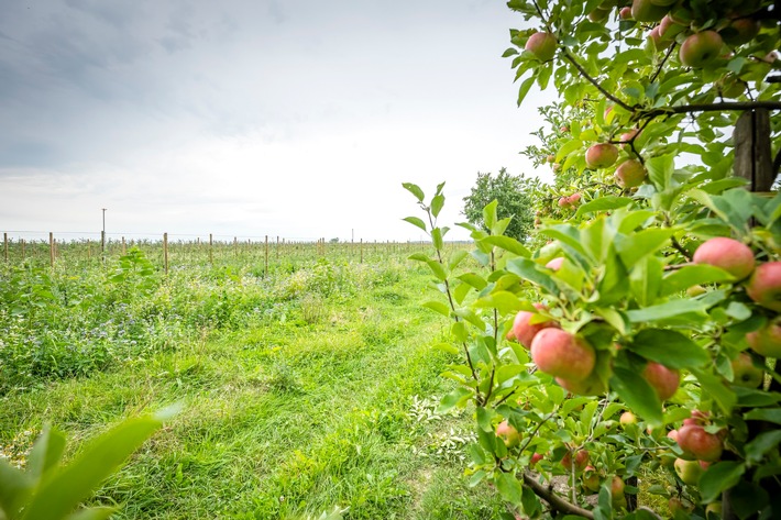 Für die heimische Tier- und Pflanzenwelt: Neue Bio-Äpfel sorgen für mehr Artenvielfalt im EDEKA- und Netto-Regal