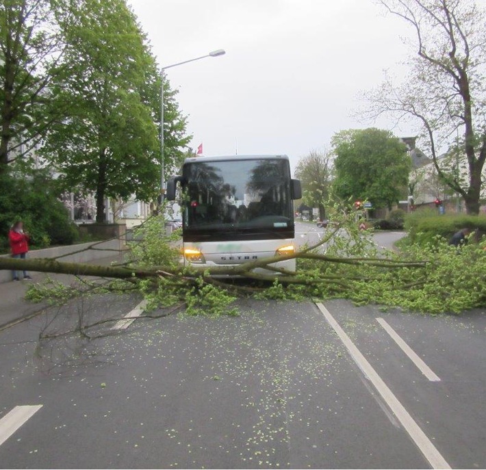 POL-PPTR: Baum stürzt auf Fahrbahn - niemand verletzt