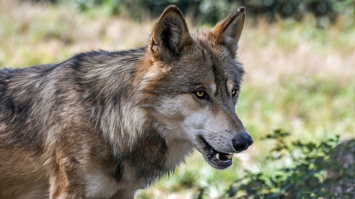 Wolf auf Norderney: FREIE WÄHLER Niedersachsen fordern sofortige Maßnahmen zum Schutz der Bevölkerung
