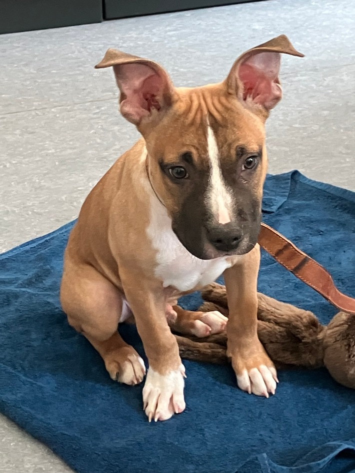 POL-PPMZ: Ausgesetzter Hundewelpe - Zeugen gesucht