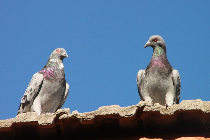 Taubenbefall: vorbeugen statt reparieren