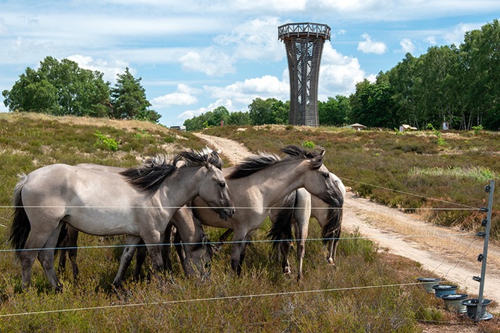 PM Weideauftrieb in der Kyritz-Ruppiner Heide: Konik-Pferde erhalten die Heide