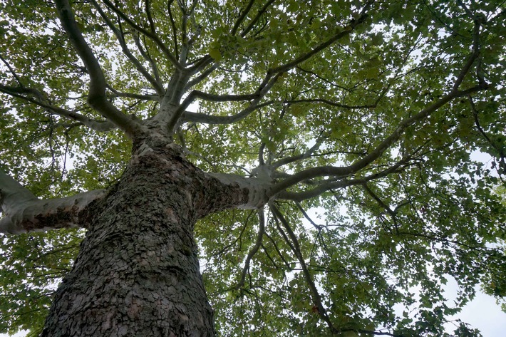 &quot;planet e.&quot; im ZDF über neue Wälder für mehr Klimaschutz