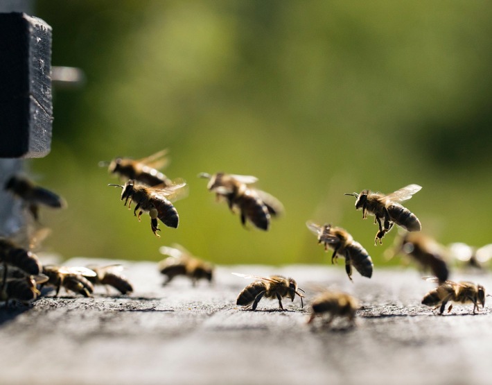 Bienen brauchen Schutz: Lichtenauer lädt zu kostenfreien Info-Vorträgen ein