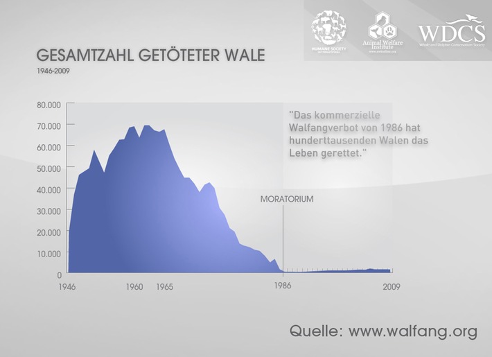 Offizielle Walfangzahlen belegen: Walfangverbot rettete Hunderttausenden Walen das Leben (mit Bild)