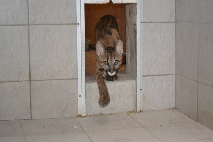 Bizarrer Fund in Deutschland: Pumawelpe in Wohnung gehalten / VIER PFOTEN nimmt Opfer von Europas Handel mit Wildkatzen in ihre Obhut