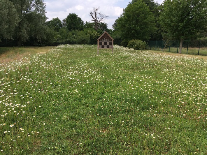 Blühwiesen an Lidl-Logistikzentren stärken nachweislich den Artenschutz / Lidl-Lebensräume: Naturnahe Flächen für Wildbienen und Insekten ab Herbst 2021 auf rund 3,6 Millionen Quadratmeter erweitert