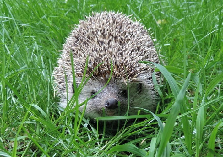 Gefährliche Gartengeräte für Igel