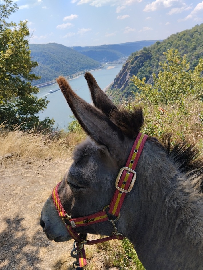 Loreley Touristik: Esel-Wandern: mit Langohr und Führer die Loreley-Region entdecken