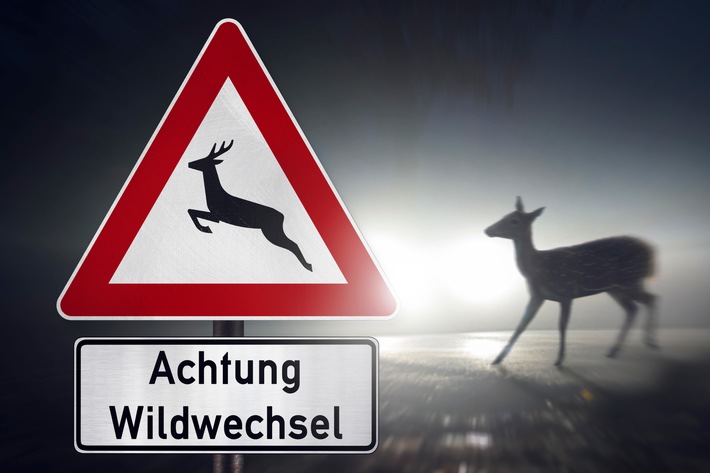 Wildunfälle häufen sich - so verhalten Sie sich richtig