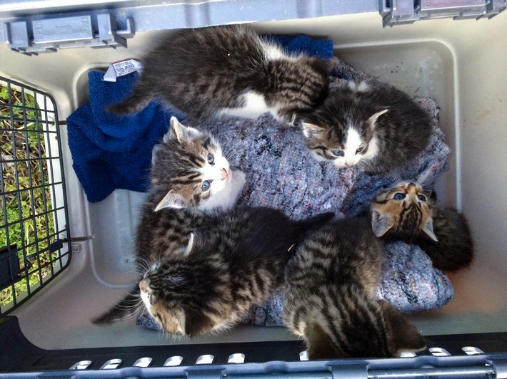 BPOLI S: Katzenkinder aus Gleisbett gerettet