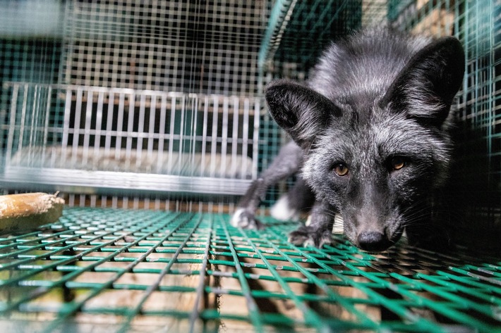 Des images choquantes tournées dans des fermes d’élevage d’animaux à fourrure finlandaises montrent des renards blessés, malades et devenus cannibales