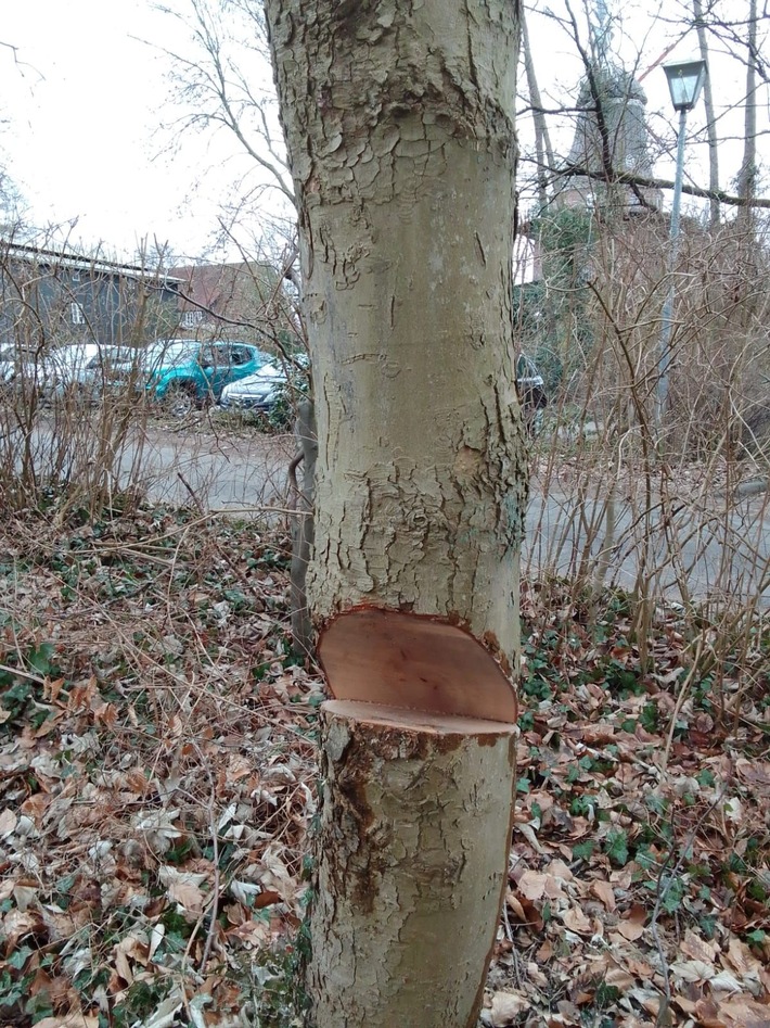 POL-STD: Unbekannte sägen drei Bäume im Himmelpfortener Steinmetzpark an - Polizei sucht Zeugen