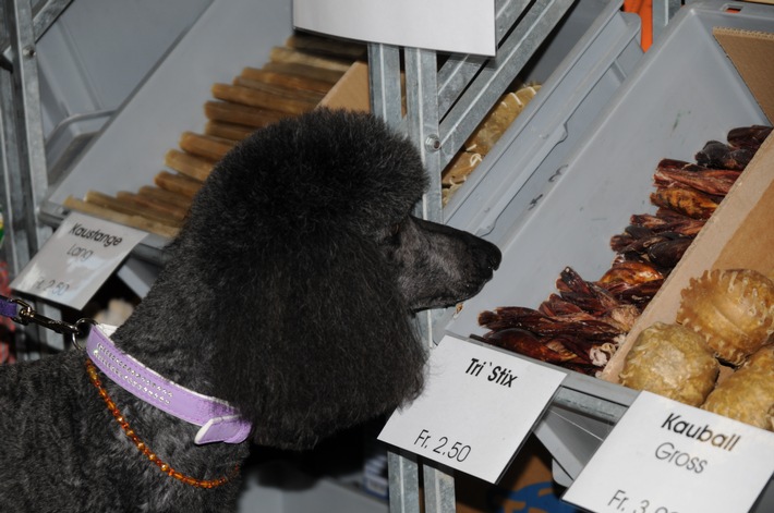 Winterthur wird "Hundeshauptstadt"