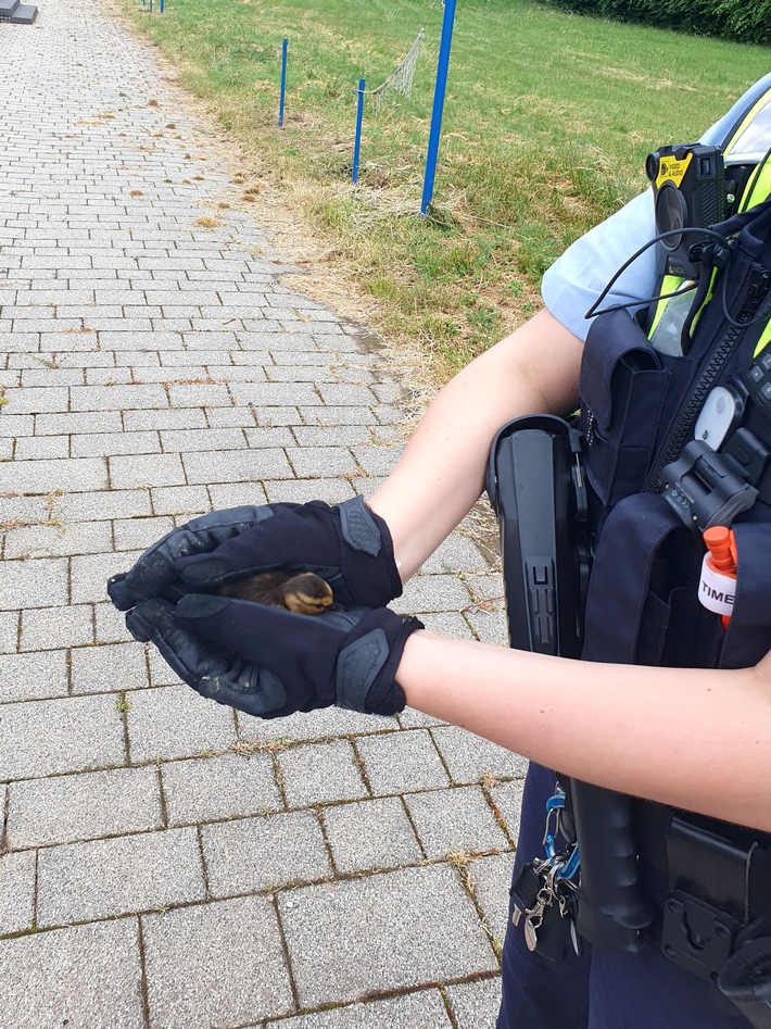 POL-MK: Enten-Mama macht mit ihren Küken einen Ausflug ins Freibad