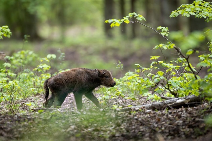 Nachwuchs bei Deutschlands größter Wisentherde in der Döberitzer Heide