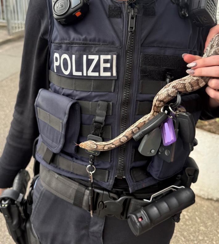 POL-RZ: Kornnatter in Ahrensburg aufgefunden