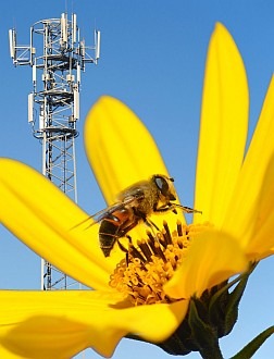 Weltbienentag am 20. Mai: Bienen leiden unter Mobilfunkstrahlung