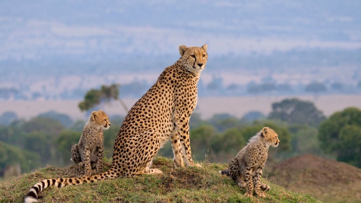 Löwen, Geparde &amp; Co.: 3sat zeigt zweiteilige Doku &quot;Die Großkatzen der Masai Mara&quot;