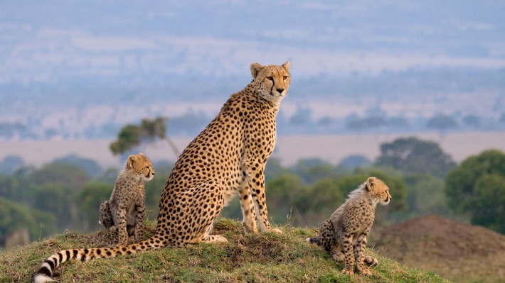 Löwen, Geparde & Co.: 3sat zeigt zweiteilige Doku "Die Großkatzen der Masai Mara"