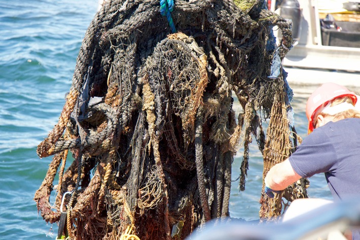 Erfolgreiche Bergung großer Geisternetze vor Rügen / Seit Anfang August gibt es zwei Tonnen Geisternetze weniger in der Ostsee