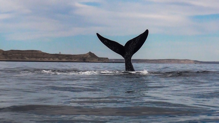 Jahr für Jahr werden in den Monaten August bis Dezember die Küsten und Buchten der argentinischen Provinzen Río Negro, Chubut, Santa Cruz und Feuerland von einzigartigen Meerestieren besucht. Pinguine, Wale, Seelöwen, Delfine und sogar Schwertwale grüßen von der Atlantikküste aus und bieten ein bewundernswertes Schauspiel. / Weiterer Text über ots und www.presseportal.de/nr/152361 / Die Verwendung dieses Bildes ist für redaktionelle Zwecke unter Beachtung ggf. genannter Nutzungsbedingungen honorarfrei. Veröffentlichung bitte mit Bildrechte-Hinweis.