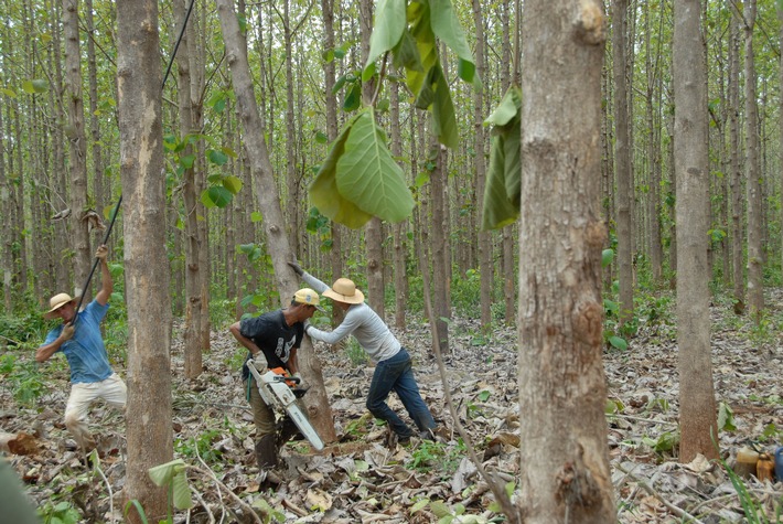 Auszahlung 2012: Die ShareWood Switzerland AG zahlt zum vierten Mal Holzerlöse an Baumeigentümer aus (BILD)