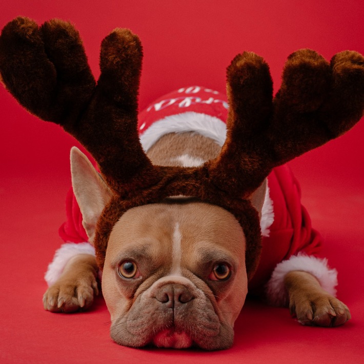 Mehr als 50 % der deutschen Haustiere können sich auf ein Weihnachtsgeschenk freuen.