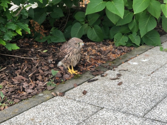 POL-PDLD: Verletzter Turmfalke aufgefunden