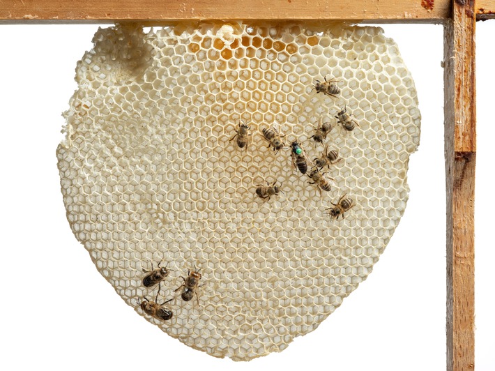 Bienenwabe Foto Bernd Fickert.jpg