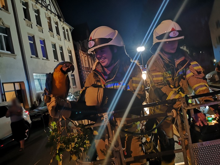 FW Lehrte: Feuerwehren Hämelerwald und Röddensen retten Papagei "Coco" nach missglücktem Ausflug