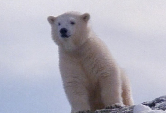 Eisbär "Flocke" in Lebensgefahr